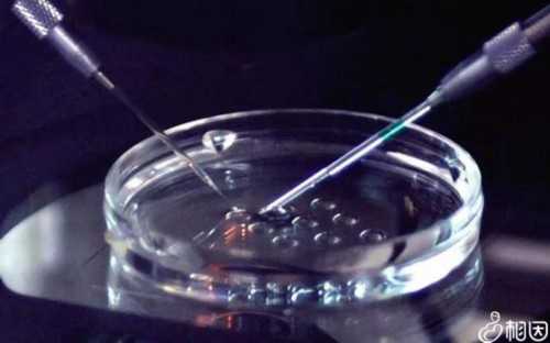 南京借卵生子注意什么？地缘化攻略带你避开法律与流程风险